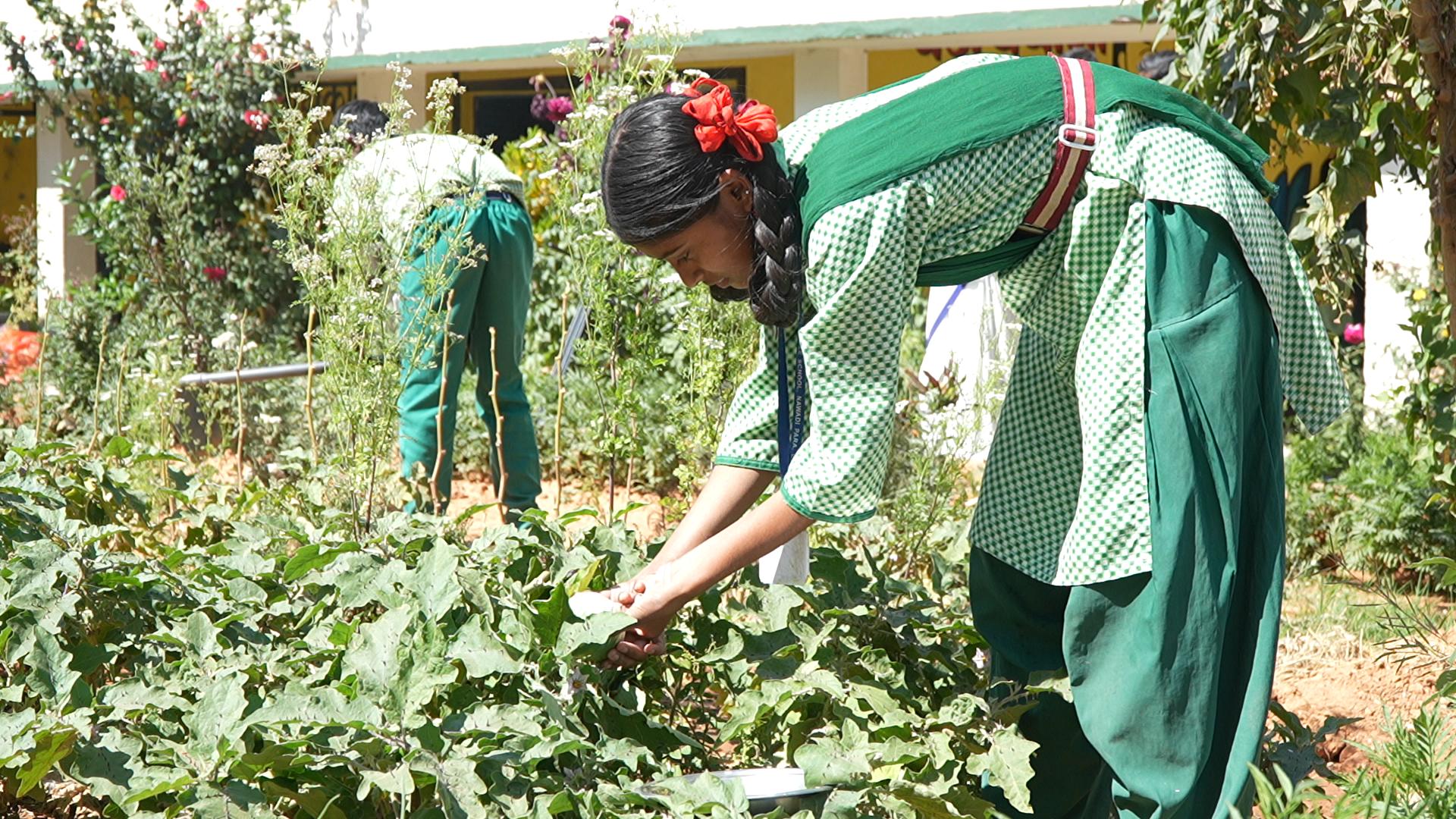 Nutrition Garden
